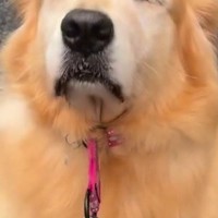 雨がやんだので、大型犬を散歩に連れて行った結果→急に動かなくなり…思わず笑ってしまう『まさかの表情』が21万再生「顔ｗ」「拒否ゴル」