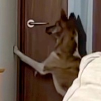 ドア前の向こう側に行きたい犬→次の瞬間…人間にしか見えない『まさかの行動』が話題「お上品で爆笑したｗｗ」「鍵閉められるようになりそう」