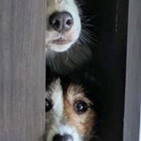 『部屋に入っちゃダメ』と言われた3匹の犬→ドアを見てみると…想像以上だった『まさかの光景』に8万いいね「我慢ｗｗ」「自制して偉い」と絶賛