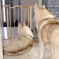 パパが『家の近くに帰ってきた』と察した2匹の大型犬→ドアの前で…健気すぎる『まさかのお出迎え』が19万再生「早く帰らなくちゃってなる」