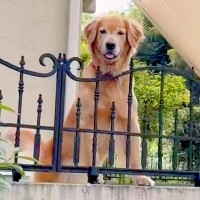 隣の家に『回覧板』を届けて帰った結果→庭で『大型犬』が…全力すぎる『まさかの行動』が10万再生「かわいくてたまらない」「幸せ者」と絶賛