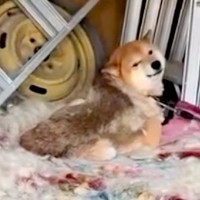 超劣悪な環境で発見した『悲しい顔をした犬』→保護した結果…涙が止まらない『現在の光景』が71万再生「表情が全然違う」「素敵な笑顔」と感動