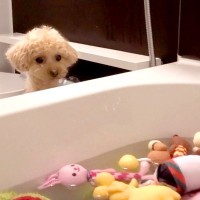 犬が大切にしているおもちゃを『大量に丸洗いした』結果…まさかの『大号泣してしまう光景』が564万再生「哀愁が…」「感情表現豊かすぎる」