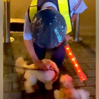 夜、散歩中に『大好きな警備員のおじさん』を発見した2匹の犬…相思相愛な『心温まる光景』が10万再生「涙出る」「犬は心の優しい人がわかる」