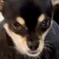 『本当にチワワ…？』ちょこんと座る小型犬を撮影→思っていたのと違う『まさかの光景』に3万いいね「ムッキムキで草」「カッコイイｗｗ」と反響