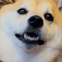 元保護猫と犬→一緒に写真を撮ってみたら…愛が溢れすぎている『人のような行動』に7万いいね「犬吸いｗｗ」「1日の疲れが吹き飛んだ」と絶賛