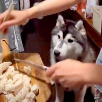 料理配信をしている女性→コメントを読んでいたら、大型犬が…想定外だった『まさかのハプニング』が95万再生「おとぼけ顔ｗ」「賢すぎ」と反響
