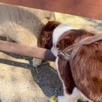 牧場にきた犬が『羊のおしりを嗅いだ』結果→衝撃的なニオイで…芸人顔負けのリアクションが28万再生「どういう感情？ｗ」「想像しちゃうｗ」