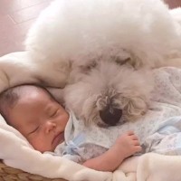 男の子が『赤ちゃんの頃から大型犬たちと過ごした』結果→6年後…素敵すぎる成長記録が66万再生「微笑ましい」「見てるだけで幸せになる」