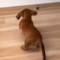 赤ちゃんの時、獣医から『足が大きいから7キロを超える』と言われたワンコ…小型犬と思えない『成長』が28万再生「元気なら良し」「お顔最高」