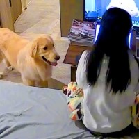 家で仕事をしていたら、大型犬が『まだやってんの？』と近づいて…構ってもらうため『一生懸命考える様子』が61万再生「戦略家」「全部可愛い」