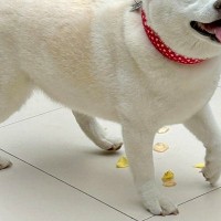 結婚式に参加してくれた犬→参列者みんなに可愛がられて…あまりにも尊い光景と表情に20万いいね集まる「最高すぎる」「とっても素敵」と絶賛