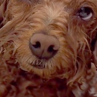 山登りから帰ってきた犬が『お風呂に浸かった』結果→限界を迎えてしまい…気持ちよすぎて『溶けてしまう光景』が28万再生「人間の赤ちゃんｗ」