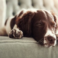 犬が『秋バテ』になると出やすい症状3つ　体調を崩してしまう原因から対策方法まで