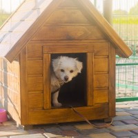 犬を外で飼うと『寿命が縮まる』4つのリスク　健康に与える悪影響や避けるべき理由も解説