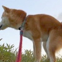 何気なく『散歩中に犬を撮影した』結果→想定外だった『奇跡の一枚』に5万いいねの反響「壮大すぎてｗｗ」「スカンクもビビるレベルで草」と爆笑