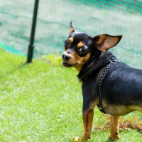 犬が散歩中に『チラチラ見てくる』心理4選　可愛いけれど放っておいて大丈夫？飼い主がすべき反応まで