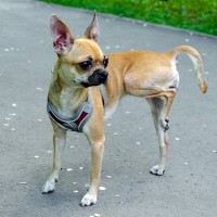 犬が『片足を上げる』理由４選　絶対見逃したくない危険な病気や病院へ行くべきタイミングまで