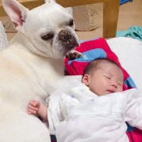 ソファで寝ている赤ちゃん→犬が体を守るように寄り添って…まるで本当の母親のような『母性に溢れた光景』に反響「優しいね」「泣ける…」