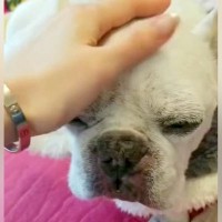 肺がんのステージ4で『余命3ヶ月』を宣告された犬…想像もできなかった『7ヶ月後の光景』に感動の声「本当にすごい」「元気がいちばん」