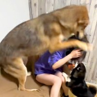 『ウルフドッグ』に愛され過ぎている女性→大きさを理解していない『尋常ではない愛情表現』が332万再生「可愛すぎるｗ」「羨ましい」と反響