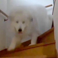 雷が怖くて大パニックになる超大型犬→疲れすぎてしまい…もはや別犬な『老け込んでしまった光景』が53万再生「顔がｗｗ」「守ってあげたい」