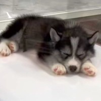 一目惚れした『小さな赤ちゃん犬』を飼った結果…1年後→想像と違う『衝撃のビフォーアフター』が115万再生「顔が…」「愛されてる」と反響