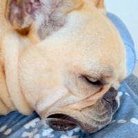 爆睡している犬→口元をよーく見てみると…まるでアニメのような『衝撃的な寝姿』が62万再生「初めて見たｗ」「ギネスに載せられそうｗ」と絶賛