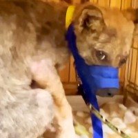 牧場に捨てられていた『ボロボロの犬』→飼い始めた結果、心を開かずに…涙腺崩壊する『37日後の光景』が556万再生「泣いた」現在の様子も