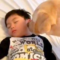 お昼寝中の小さい男の子→大型犬に『散歩に行くから起こして』とお願いした結果…『完全に言葉を理解している光景』に反響「起こし方が優しい」
