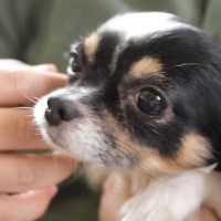 心を閉ざして震えていた保護犬→愛情を注ぎ続けたら…3週間後の『幸せな変化』が7万再生「涙が止まらない」「お顔が全然違う」と感動