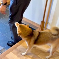 『大好きなおじさん』が遊びに来た結果、犬が歓迎して…嬉しすぎて見せた『いらっしゃいの挨拶』に反響「大好きなんだ」「抱きつくのかわいい」