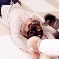 『突然リビングで眠ったら、3匹の犬はどうするのか』検証→『心配してくれるかな』と思ったら…予想外だった『コントのような反応』が26万再生