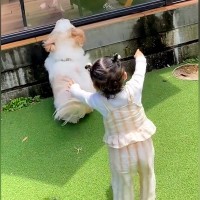 テラス席にいるパパ→どうしても構ってほしい『小型犬と赤ちゃん』が…まるで『フェス状態』になる光景に36万再生「可愛いｗ」「混ざりたい」