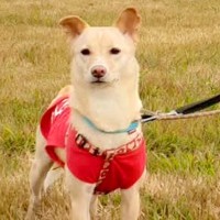 友人から『子犬にすれば？』と言われた女性→それでも元野犬を選んで飼った結果…涙が出る『感動的な展開』が11万再生「尊敬」「お幸せに」