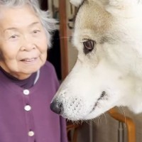 犬が嫌いな『90歳のおばあちゃん』の家に、大型犬を連れて行った結果…予想外すぎた『まさかの反応』が26万再生「ほっこり…」「癒された」