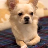 足が悪い犬を『幸せにしたい』とお迎え→不安げな表情を浮かべていて…誕生日を迎えた『別犬級のビフォーアフター』に感動「違う子みたい…」