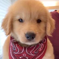 『ぬいぐるみのようだった赤ちゃん犬が…』5年間の成長を記録した結果→素敵すぎる『ビフォーアフター』に反響「悶絶級のかわいさ…」