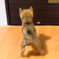 帰宅したら、ドアの前で『赤ちゃん犬』が待ち構えていて…尊すぎる『おかえりなさい』が142万再生「猫派だけど可愛すぎる」「寄り道できない」