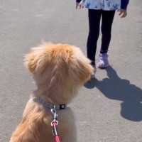 歩くのが遅い女の子→大型犬との散歩で『歩く速度』が違った結果…泣けるほど尊い『まさかの行動』が77万再生「優しい」「目から水が…」と絶賛