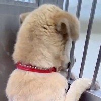 行き先がなかった『野犬の男の子』を保護→不安で壁を登って逃げようと…涙が出る『1ヶ月半後の表情』が23万再生「変化に泣けた」「素敵すぎ」