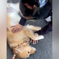 『新聞配達のおじさん』が大好きな大型犬→『今月で辞める』と聞き、寂しがると思ったら…まさかの光景に爆笑「浮気してる場合ちゃうでｗ」