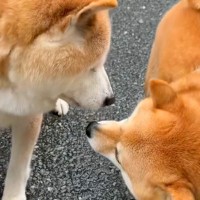 お散歩していたら『18歳のお友だち老犬』と出会い…涙が止まらない『最後のごあいさつ』が31万再生「わかってるんだ…」「見守ってくれてる」