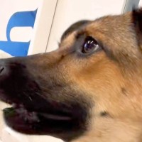 子どもたちを『たかいたかい』していたら、犬が『いじめている』と勘違いして…心配で見せた行動が27万再生「頼もしい」「そわそわしてるｗ」