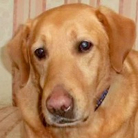 首輪が食い込んだ『鎖に繋がれっ放しの大型犬』を保護→亡くなってしまい…6年後『涙が止まらない展開』が98万再生「素敵な話」「大号泣した」