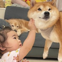 爪切りが苦手な犬→頑張っているのを見た１歳の女の子が、手を伸ばして…ずっと見ていたい『励ましてあげる光景』が21万再生「優しくて賢い」