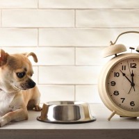 犬に『散歩直後のご飯』を与えてはいけない理由2つ　命に関わるリスクから安全なタイミングの目安まで