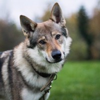 『ウルフドッグ』が持っている魅力や特徴4つ　狼との違い・関係性から飼うときの注意点まで