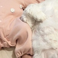 『赤ちゃん2人産んだっけ？』ベッドで寝転ぶ赤ちゃん→隣で犬が…まさかの『シンクロ』に3万いいね「頼もしいベビーシッター」「幸せすぎる」