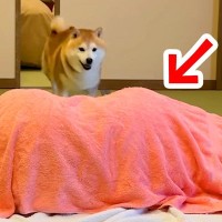 1年ぶりに旅館に来た犬→お布団の中に『大好きなお姉ちゃん』がいて…サプライズで見せた『尊い反応』が39万再生「臨場感すごいｗ」「最高」